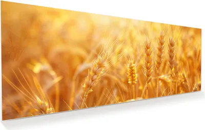 Produktbild von Glasbild 150x60cm in XXL für Wohnzimmer, Schlafzimmer Motiv Weizenfeld Sonnenuntergang