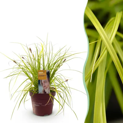 Produktbild von GreenboutiQ - Ziergräser - Carex oshimensis Everillo - Gelb - 1 Pflanze - Immergrün - Winterhart - Topf 17cm Höhe 50cm