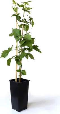 Produktbild von BALDUR Garten 1x Zuckerbrombeere 'Asterina®', Pflanze im 2 Liter-Topf, Rubus fruticosus, winterhart, Brombeerpflanze, Brombeerstrauch, blühend, robuste Pflanze, Obst-Rarität