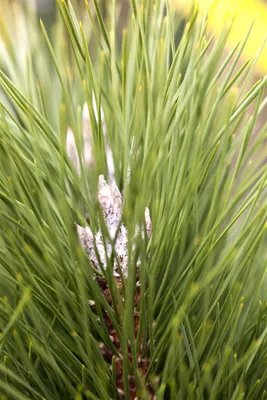 Zdjęcie produktu dla Pinus nigra 'Green Tower', sosna czarna, 40-50 cm