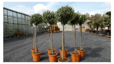 Produktbild von Olivenbaum Olive 160-180 cm Hochstamm, winterhart