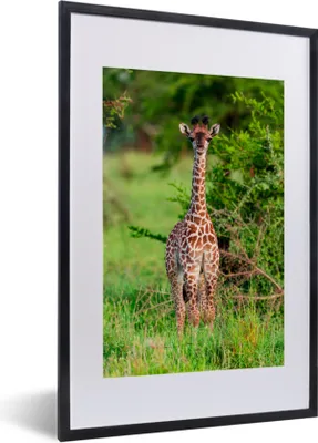 Produktbild von MuchoWow® MuchoWow® Gerahmtes Poster Baby - Giraffe - Pflanzen 40x60 cm - Poster mit zchwarzem Bilderrahmen - Poster in Rahmen