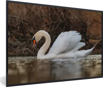 Produktbild von MuchoWow® Gerahmtes Poster Schwan - Wasser - Tiere - Vogel 90x60 cm - Poster mit Schwarzem Bilderrahmen Wandposter Rahmen Foto Bilder - Fotorahmen - Foto-Plakat