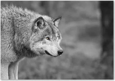 Produktbild von Tulup® Glas-Bild - 100 x 70 - Wandbild aus Glas - Wandkunst - Wandbild hinter gehärtetem Sicherheitsglas - Tiere - Grauer Wolf - Grau