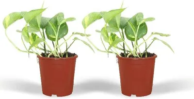 Zdjęcie produktu dla Bluszcz pnacy (Epipremnum aureum, Scindapsus) - roslina doniczkowa, srednica