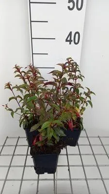 Obrázok produktu pre 6 x Fuchsia hybr. 'Madame Cornelissen' - Fuchsia - kvetináč 9 x 9 cm