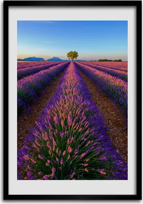 Produktbild von Bild - Bilderrahmen - Foto - 70 cm x 100 cm - MDF - Rahmen - Wandkunst - Lavendelfeld
