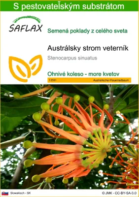 Obrázok produktu pre SAFLAX - Austrálsky strom veterník - Stenocarpus sinuatus - 20 Semená - S pestovateľským substrátom bez klíčkov