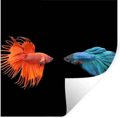 Produktbild von MuchoWow® Wandtattoo Wandsticker Wandaufkleber Fische - Wilde Tiere - Schwarz 30x30 cm Selbstklebend und Repositionierbar - Repositionierbar - Wasser abweisend