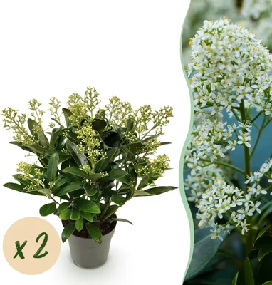 Productafbeelding van Skimmia japonica Finchy - Bloem Wit - 15+ Bloemen - 2 Planten - Winterhard - 30cm - Ø15cm - Tuinplant