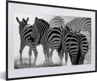 Produktbild von MuchoWow® Gerahmtes Poster Laufende Zebras 60x40 cm - Poster mit Schwarzem Bilderrahmen Wandposter Rahmen Foto Bilder - Schlafzimmer - Plakat in Rahmen - Drucken