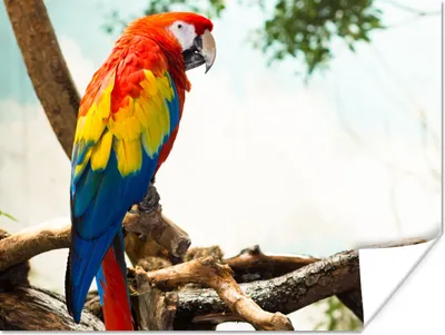 Produktbild von MuchoWow® Poster Papagei - Vogel - Regenbogen - Tropisch 80x60 cm - Kunst für zu Hause