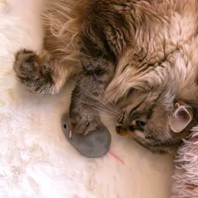 Produktbild von Ferngesteuerte Maus als Spielzeug für Katzen