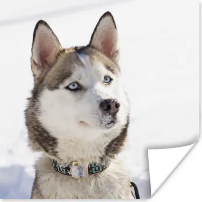 Produktbild von MuchoWow® Poster Sibirischer Schlittenhund im Schnee 100x100 cm - Babyzimmer