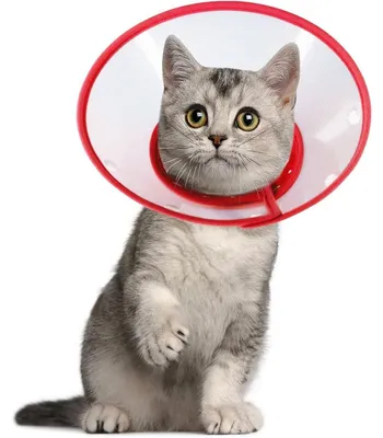Productafbeelding van Halskraag voor huisdieren, verstelbaar van 14,5 tot 20,3 cm, lichtgewicht, beschermende kraag voor puppy's, kleine honden en katten, rood