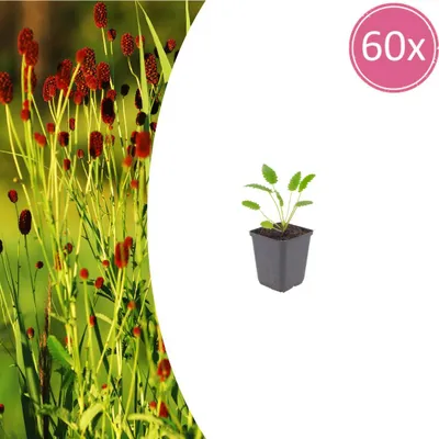 Produktbild von Sanguisorba o. 'Tanna' | 60 Stück - 10-25cm - Ø9cm - Gartenpflanze