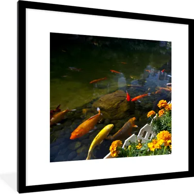 Produktbild von MuchoWow® Gerahmtes Poster Koi-Karpfen in einem Teich mit Blumen 40x40 cm - Poster mit Schwarzem Bilderrahmen Wandposter Rahmen Foto Bilder - Poster - Plakat im Rahmen