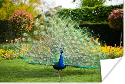 Produktbild von MuchoWow® Poster Pfau - Federn - Garten 180x120 cm - Fotoplakat