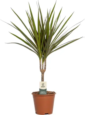 Produktbild von Trendyplants - Dracaena Marginata - Drachenblutbaum - Zimmerpflanze - Höhe 45-65 cm - Topfgröße Ø14cm