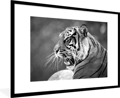 Produktbild von MuchoWow® MuchoWow® Gerahmtes Poster Tiger - Wild - Schwarz - Weiß 90x60 cm - Poster mit zchwarzem Bilderrahmen - Wanddekoration - Fotos