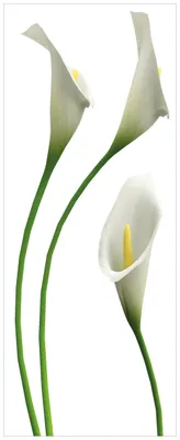 Produktbild von Wallario Premium Glasbild, freischwebende Optik, kräftige Farben, Größe 80 x 32 cm Motiv Callas weiß gelb
