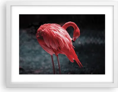 Produktbild von Gerahmtes Poster - Weißer Rahmen - Flamingo Rosa Vogel - 40x30 cm - Wand Bild - Wanddeko - Wandbilder - Kunstposter - Wandposter - Bilderrahmen - Bilder - Kunstdruck - Wanddekoration - P2WAA40x30-4551