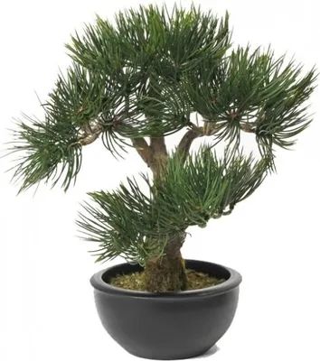 Produktbild von Bellatio Blumen & Pflanzen Kunstliche Pflanze - Bonsaibaum - 33 cm