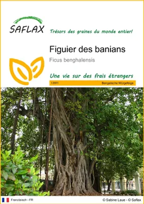 Image de SAFLAX  - Figuier des banians - 20 graines - Ficus