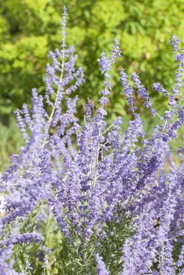 Produktbild von Perovskia atriplicifolia 'Little Spire', Blauraute, silbrig-blau, 40–60 cm