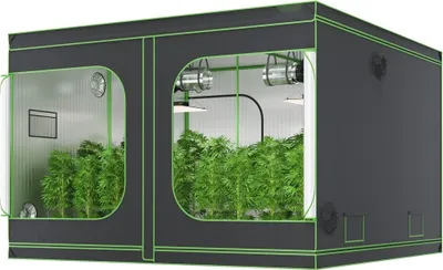 A grow tent with plants inside, illuminated by grow lights.