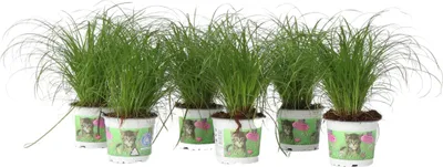 Produktbild von Zyperngras - 6er Set - Cyperus Katzengras - Höhe 30-40cm - Topf 12cm