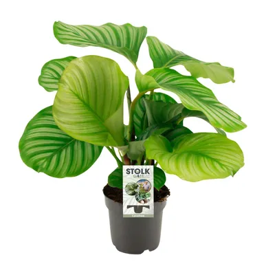 Immagine prodotto di Calathea Orbifolia - 50Cm - Ø14