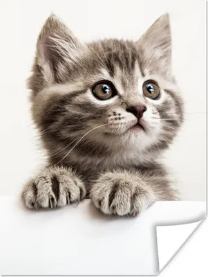 Produktbild von MuchoWow® Poster Katze - Grau - Tiere 90x120 cm - Wohnzimmer