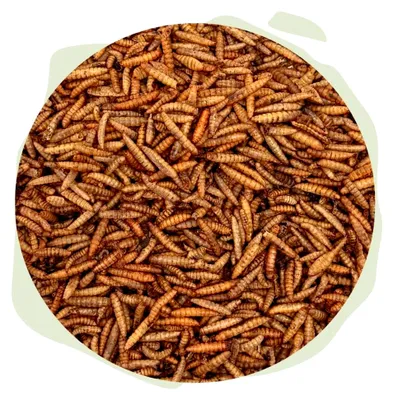 Produktbild von Soldatenfliegenlarven, 1000 ml in Tüte - Naturfutter für Terrarientiere, Teichfische, Vögel und Hunde