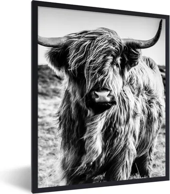 Produktbild von MuchoWow® Gerahmtes Poster Schottischer Highlander - Natur - Kuh - Schwarz - Weiß 60x80 cm - Poster mit Schwarzem Bilderrahmen Wandposter Rahmen Foto Bilder - Premium - Wanddeko Wohnzimmer