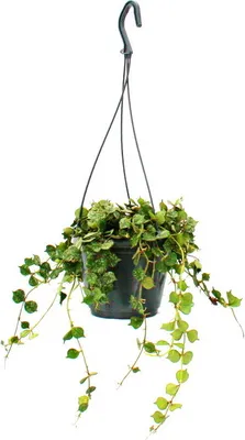 Obrázok produktu pre Závesná izbová rastlina - Hoya curtisii - Waxflower 14cm závesný košík