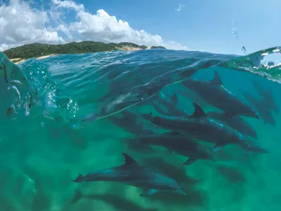 Immagine prodotto di Puzzle della New York Puzzle Company Bottlenose Dolphins - 1000 pezzi