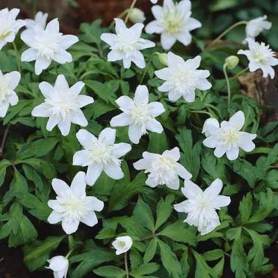 Obrázok produktu pre Sasanka - 10 x Vestal Anemone