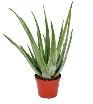 Obrázek produktu pro Aloe Vera - stáří cca 7-8 let - 21cm květináč, obrovská a velmi stará rostlina