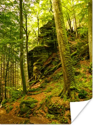 Produktbild von MuchoWow® Poster Bäume - Stein - Wald - Natur - Pflanzen 90x120 cm - Wohnzimmer