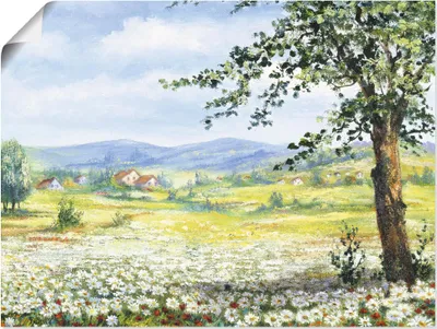 Produktbild von ARTland Poster Margeritenfeld Größe: 40x30 cm