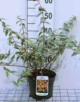 Obrázok produktu pre Hypericum moserianum 'Tricolour' - Ľubovník bodkovaný 30- 40 cm nádoba