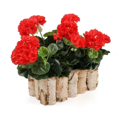 Obrázek produktu pro Dřevěný truhlík z břízy 30 cm