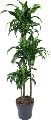 Produktbild von Drachenbaum Dracaena Dorado - 24 cm Topf, 130 cm Höhe