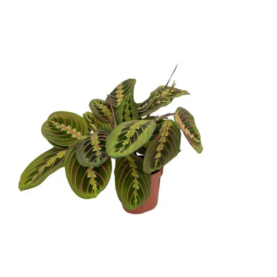 Produktbild von Maranta Fascinator - Pijlwortel - 20Cm - Ø12