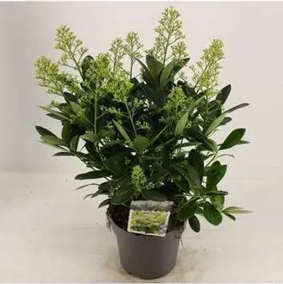 Immagine prodotto di Skimmia jap. 'Finchy'® - Skimmia giapponese Finchy 30- + cm - Contenitore