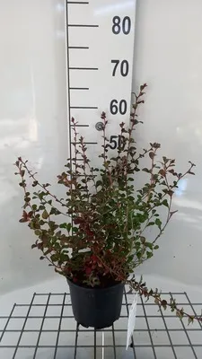 Zdjęcie produktu dla Ceratostigma griffithii - ołownik chiński Pojemnik 25-30 cm