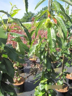 Produktbild von Castanea sativa Ecker - Esskastanie Ecker