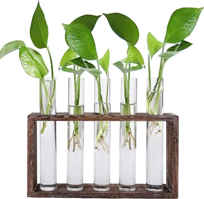 Produktbild von Jucoan Reagenzglas Vase Set für Hydrokultur Pflanzen mit Holz Halter