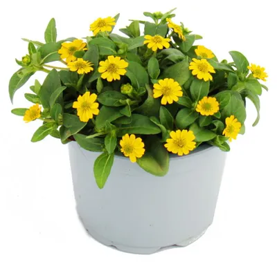 Produktbild von Husarenknöpfchen - gelb - Sanvitalia - 12cm - Set mit 3 Pflanzen